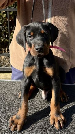 Top Dobermann Welpen