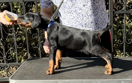 Top Dobermann Welpen
