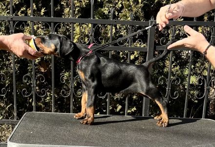 Top Dobermann Welpen