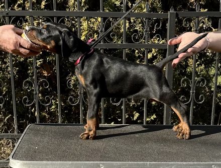 Top Dobermann Welpen