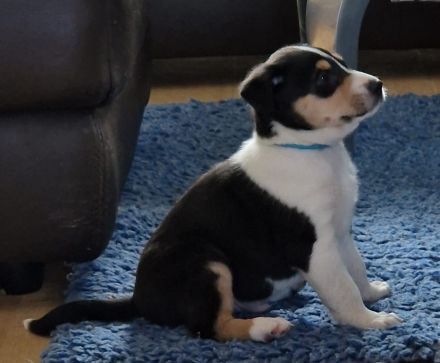 Kurzhaarcolliewelpen in tricolour und sable-white aus erfahrener VDH-Zucht