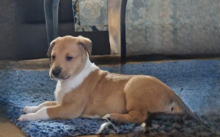 Kurzhaarcolliewelpen in tricolour und sable-white aus erfahrener VDH-Zucht