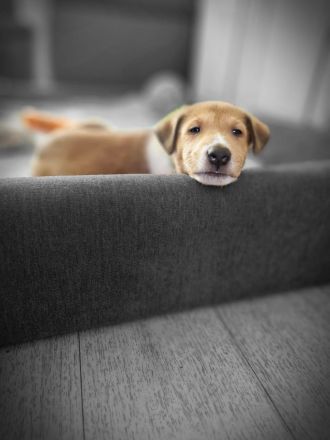 Kurzhaarcolliewelpen in tricolour und sable-white aus erfahrener VDH-Zucht