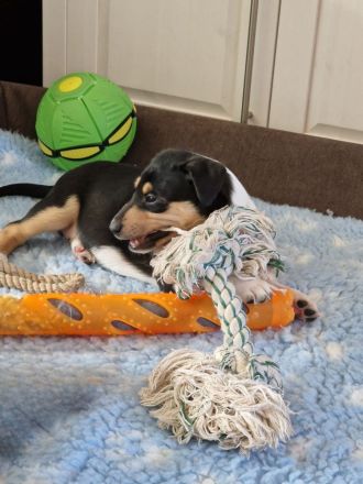 Kurzhaarcolliewelpen in tricolour und sable-white aus erfahrener VDH-Zucht