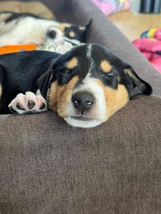 Kurzhaarcolliewelpen in tricolour und sable-white aus erfahrener VDH-Zucht