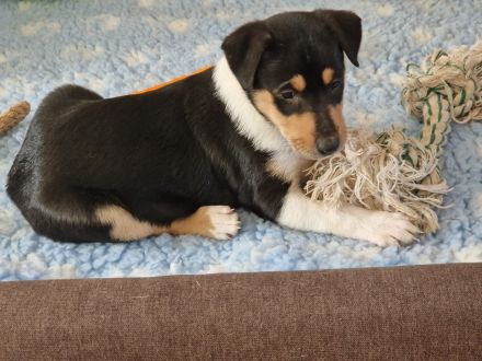 Kurzhaarcolliewelpen in tricolour und sable-white aus erfahrener VDH-Zucht