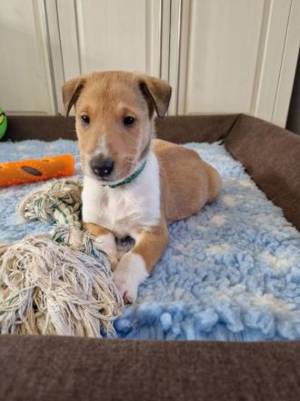 Kurzhaarcolliewelpen in tricolour und sable-white aus erfahrener VDH-Zucht