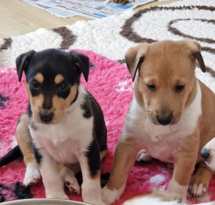Kurzhaarcolliewelpen in tricolour und sable-white aus erfahrener VDH-Zucht