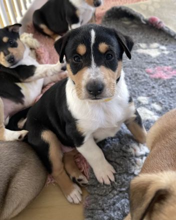 Kurzhaarcolliewelpen in tricolour und sable-white aus erfahrener VDH-Zucht