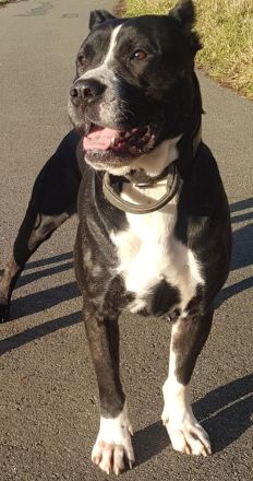 Presa Canario Deckrüde