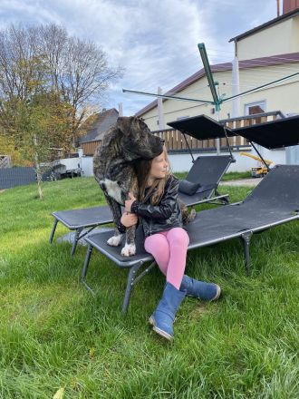 Presa Canario Deckrüde