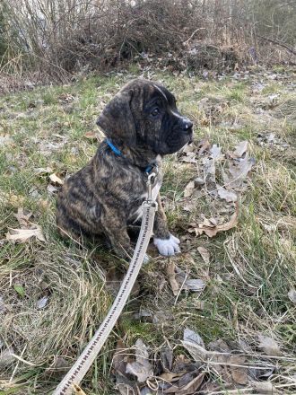 Presa Canario Deckrüde