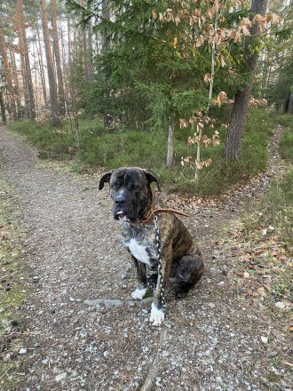 Presa Canario Deckrüde