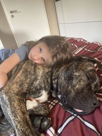 Presa Canario Deckrüde