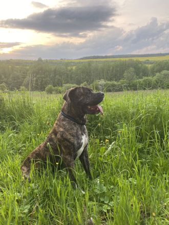 Presa Canario Deckrüde