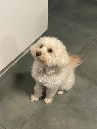 Maltipoo-Welpe Nala (4 Monate)