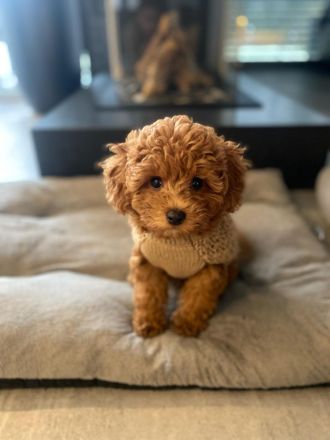 Maltipoo-Welpe Nala (4 Monate)