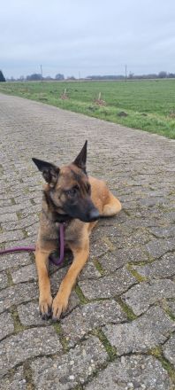 Malinoi Welpen
