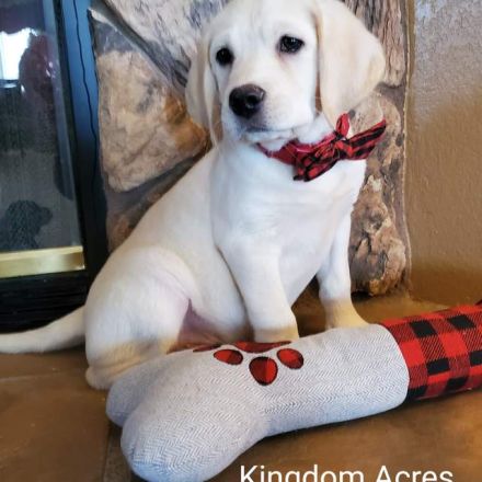 Labrador Retriever Welpen