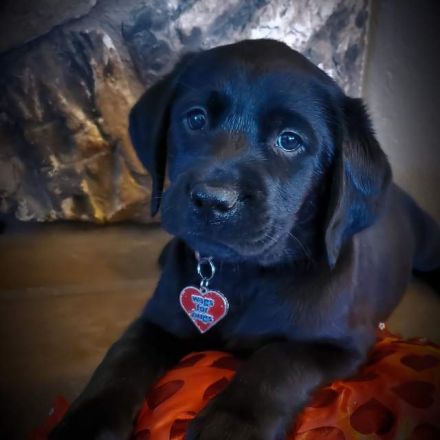 Labrador Retriever Welpen