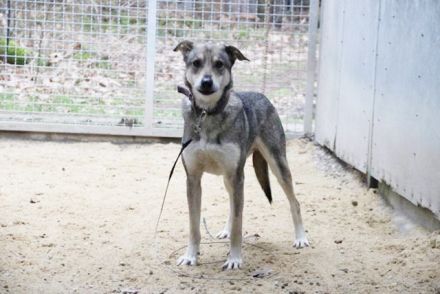 PATEN GESUCHT - Lilo, Schäferhund-Mix-Rüde, geb. 2021, noch keine Vermittlung