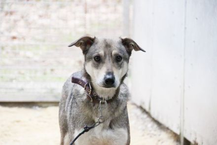 PATEN GESUCHT - Lilo, Schäferhund-Mix-Rüde, geb. 2021, noch keine Vermittlung