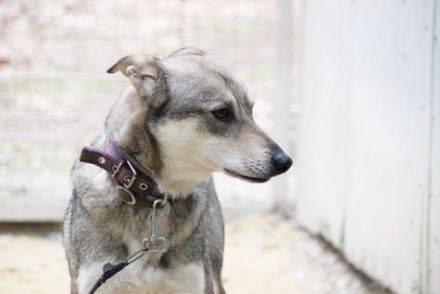 PATEN GESUCHT - Lilo, Schäferhund-Mix-Rüde, geb. 2021, noch keine Vermittlung