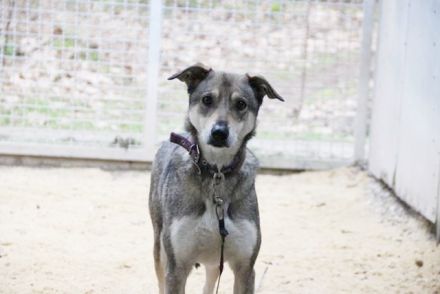 PATEN GESUCHT - Lilo, Schäferhund-Mix-Rüde, geb. 2021, noch keine Vermittlung