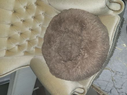 Europäisch Kurzhaar katze