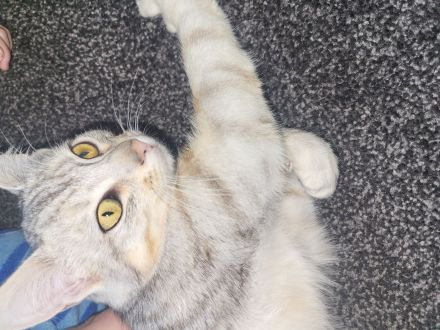 Europäisch Kurzhaar katze