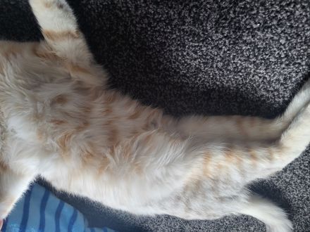 Europäisch Kurzhaar katze