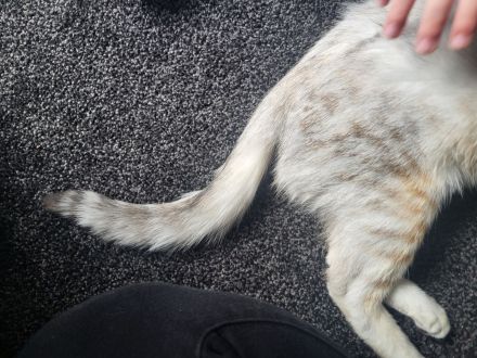 Europäisch Kurzhaar katze