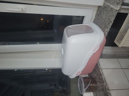 Europäisch Kurzhaar katze