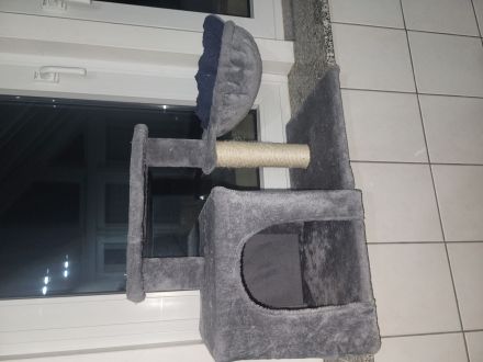 Europäisch Kurzhaar katze