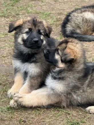 Altdeutsche Schäferhund Welpen