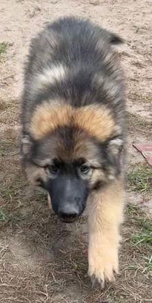 Altdeutsche Schäferhund Welpen