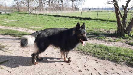 Altdeutsche Schäferhund Welpen
