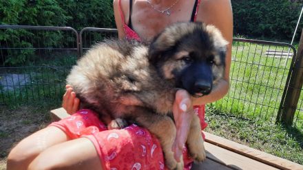 Altdeutsche Schäferhund Welpen