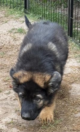 Altdeutsche Schäferhund Welpen