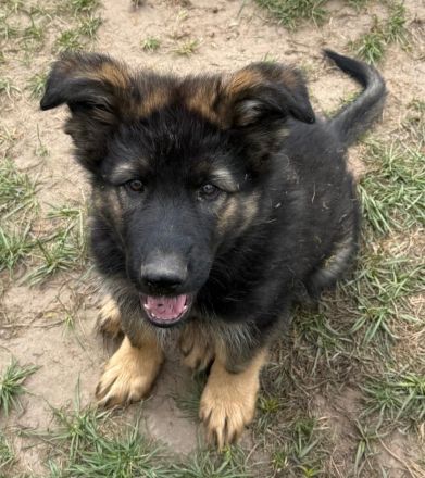 Altdeutsche Schäferhund Welpen