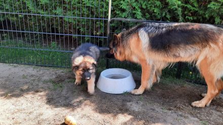 Altdeutsche Schäferhund Welpen