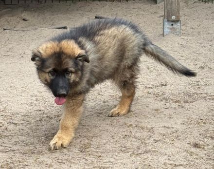 Altdeutsche Schäferhund Welpen