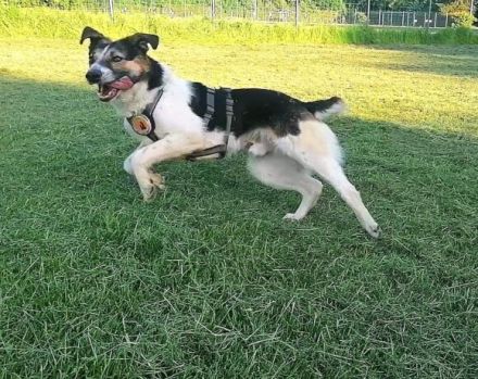 Unser hübscher Lio wartet immer noch auf ein liebevolles Zuhause