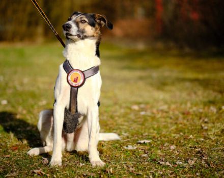 Unser hübscher Lio wartet immer noch auf ein liebevolles Zuhause