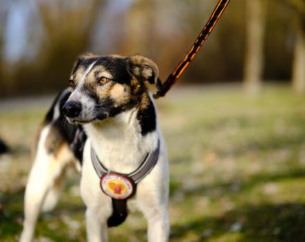 Unser hübscher Lio wartet immer noch auf ein liebevolles Zuhause