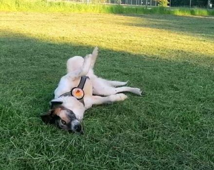 Unser hübscher Lio wartet immer noch auf ein liebevolles Zuhause