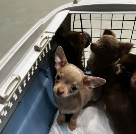 Reinrassige Langhaar Chihuahua Welpen, sehr süß und verspielt