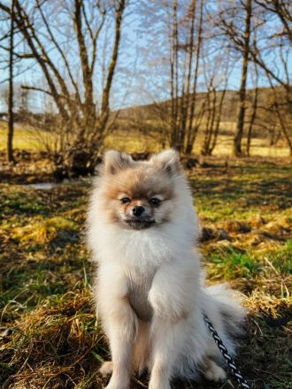 Pomeranian/Zwergspitz Deckrüde