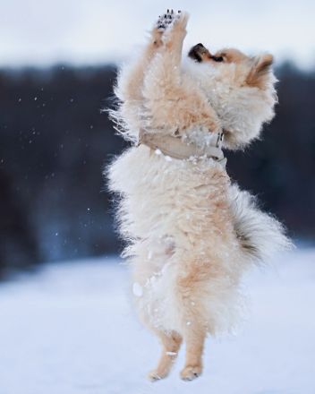 Pomeranian/Zwergspitz Deckrüde