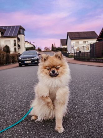 Pomeranian/Zwergspitz Deckrüde